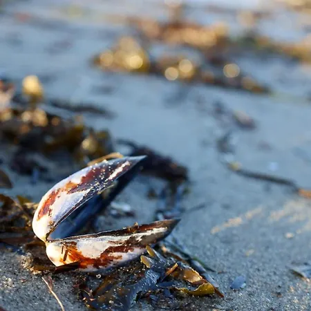 Ostseechalet Seestern *